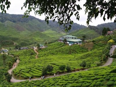 Cameron Highlands